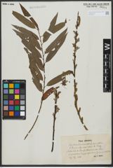 Foto von Salix triandra L. x Salix viminalis L.
